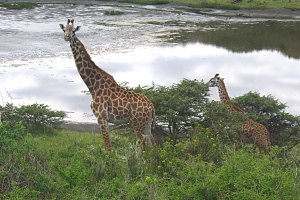 Giraffes_in_Arusha_National_Park