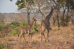 Giraffes_in_Katavi_National_Park