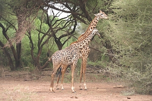 Giraffes_in_Lake_Manyara_National_Park