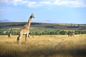Giraffes_in_Maasai_Mara_National_Park