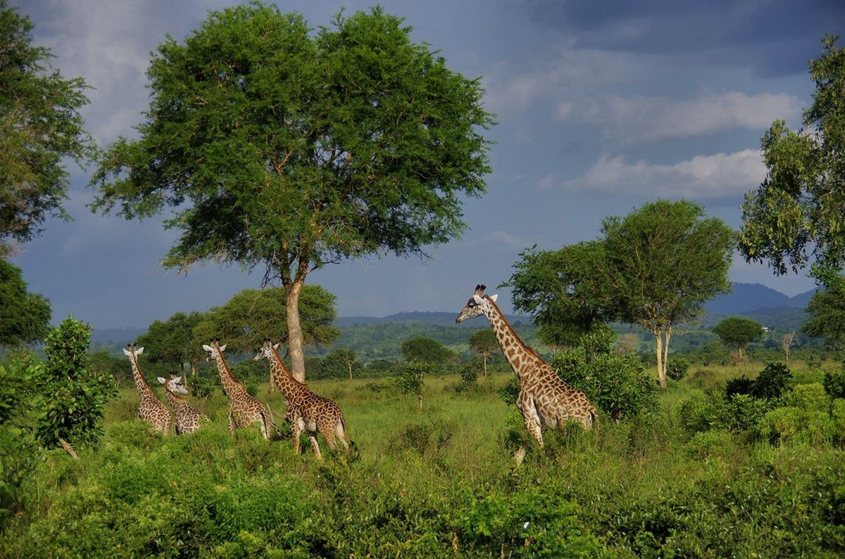 Giraffes_in_Mikumi_National_Park_(2)