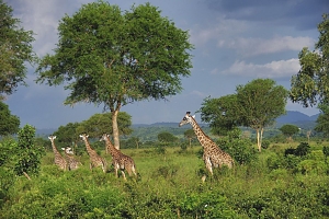 Giraffes_in_Mikumi_National_Park_(2)