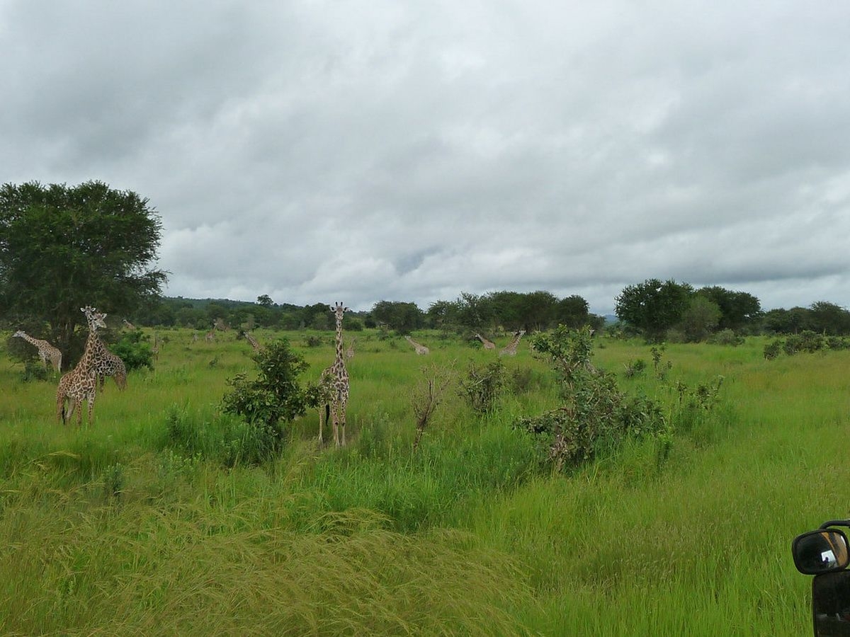 Giraffes_in_Mikumi_National_Park