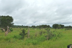 Giraffes_in_Mikumi_National_Park