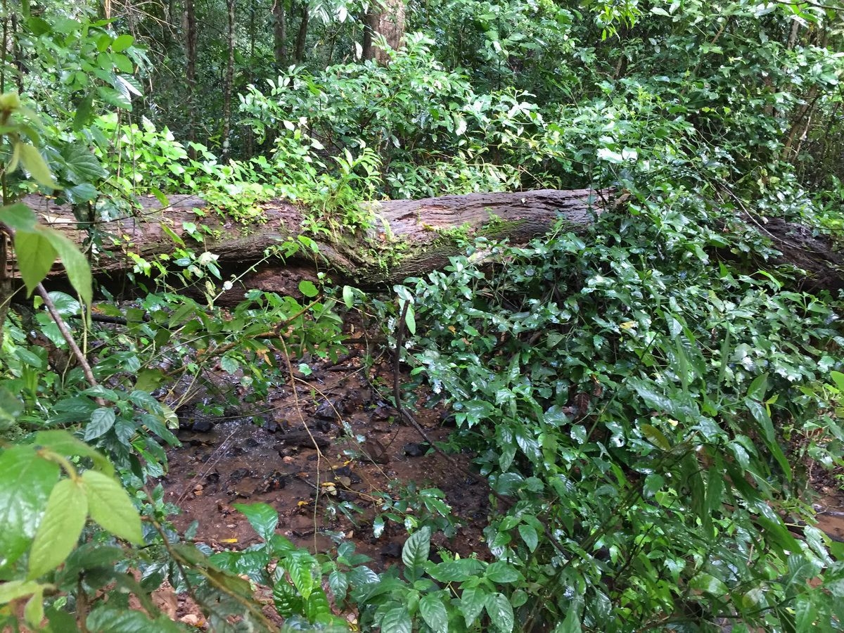 Gombe_Stream_National_Park