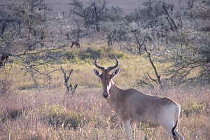 Hartebeest_in_Serengeti_National_Park
