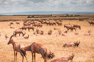 Hartebeests_in_Maasai_Mara_National_Park