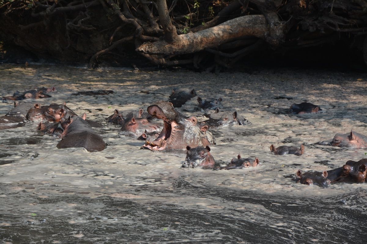 Hippos_in_Katavi_River