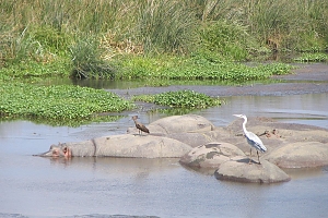 Hippos_in_Ngorongoro_Crater_(2)