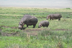 Hippos_in_Ngorongoro_Crater