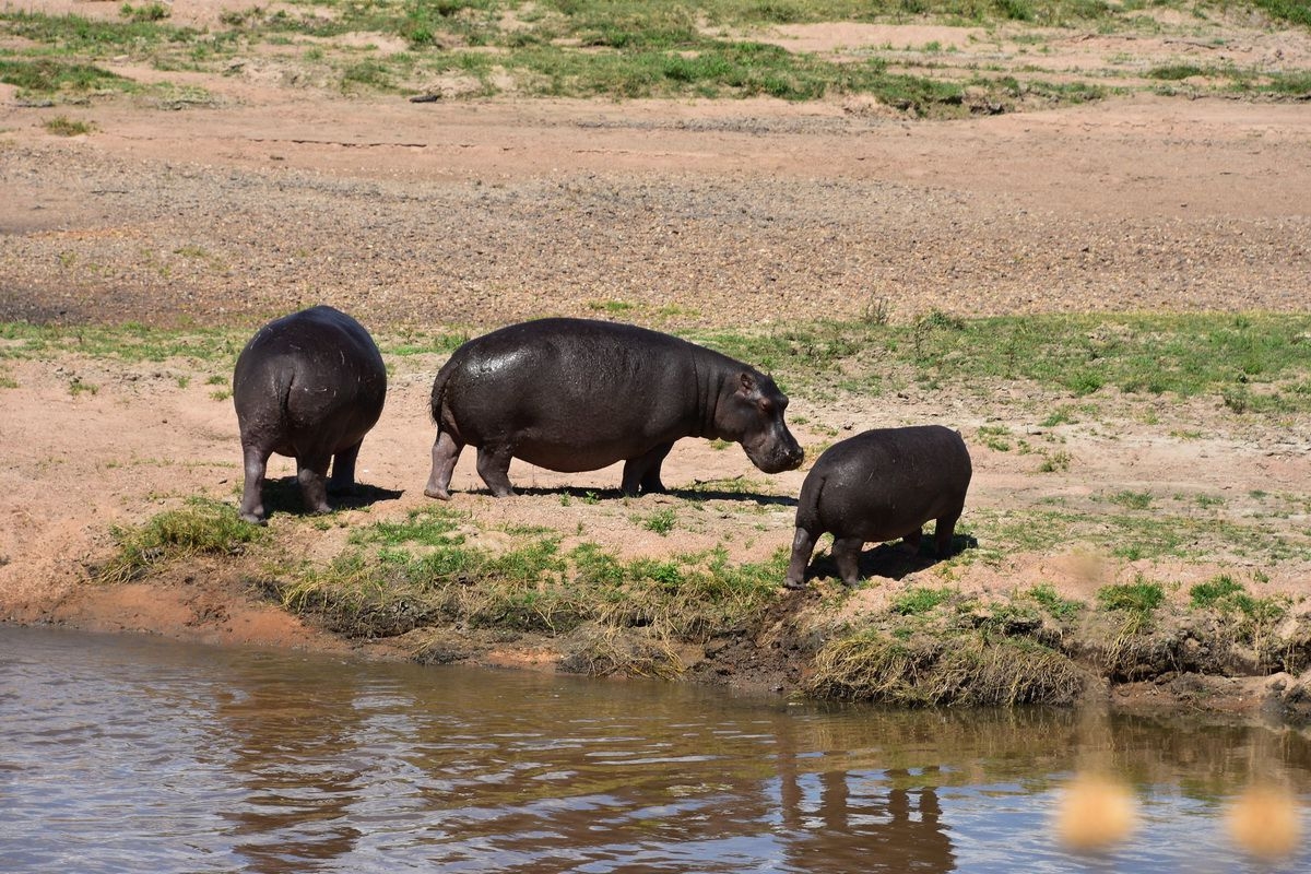 Hippos_in_Ruaha_National_Park