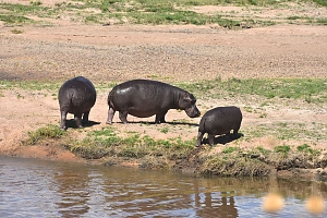 Hippos_in_Ruaha_National_Park