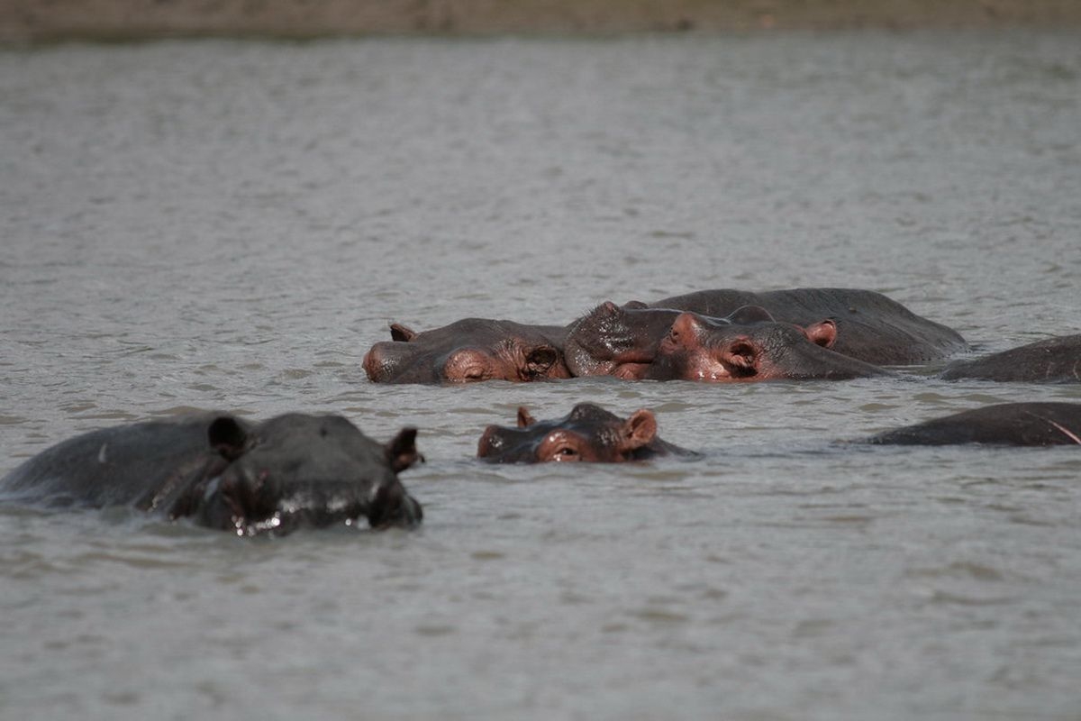 Hippos_in_Saadani_National_Park_(3)