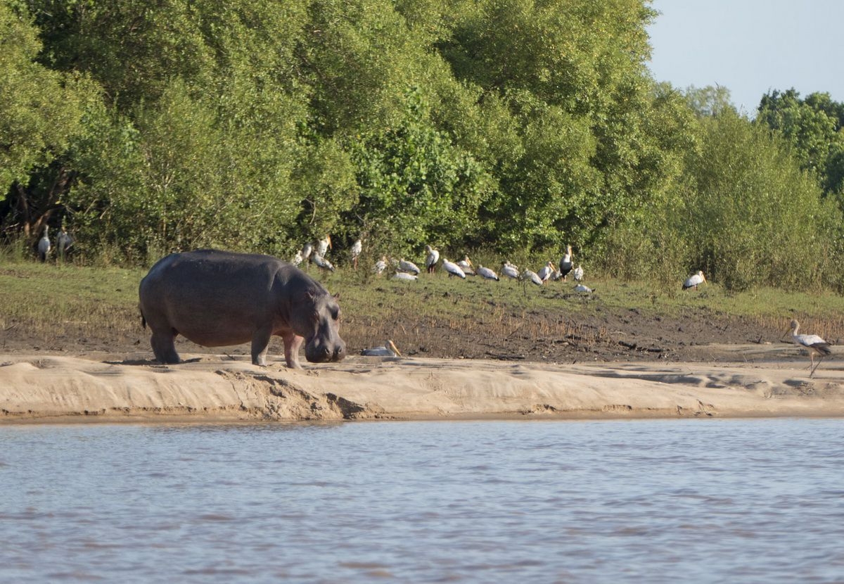 Hippos_in_Saadani_National_Park