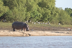 Hippos_in_Saadani_National_Park