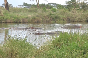 Hippos_in_Serengeti_National_Park