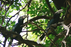 Hornbills_in_Lake_Manyara_National_Park