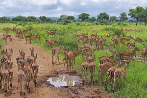 Impalas_in_Mikumi_National_Park