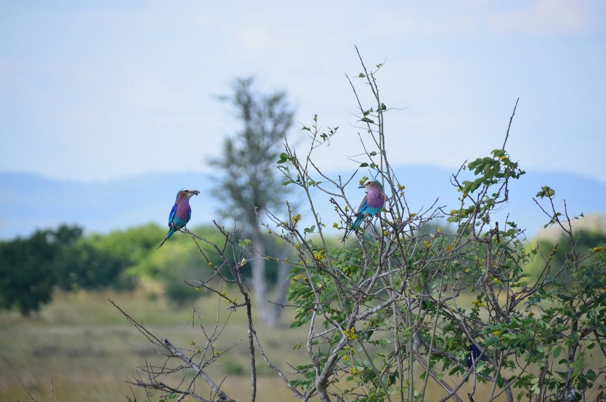 Kingfisher_in_Mikumi_National_Park