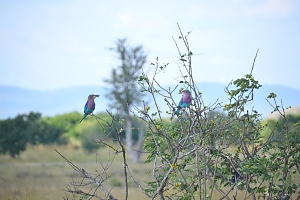 Kingfisher_in_Mikumi_National_Park