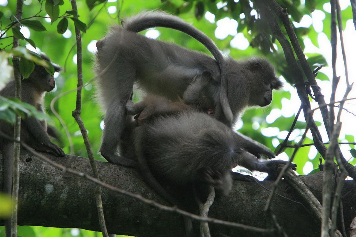 Kipunje_Monkey_in_the_Udzungwa_NP