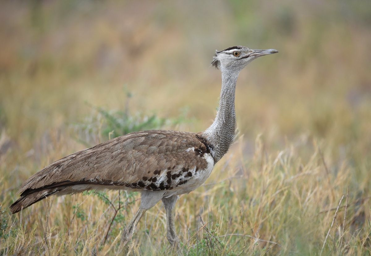 Kori_Bustard_in_Oldoinyo_Lengai_Area