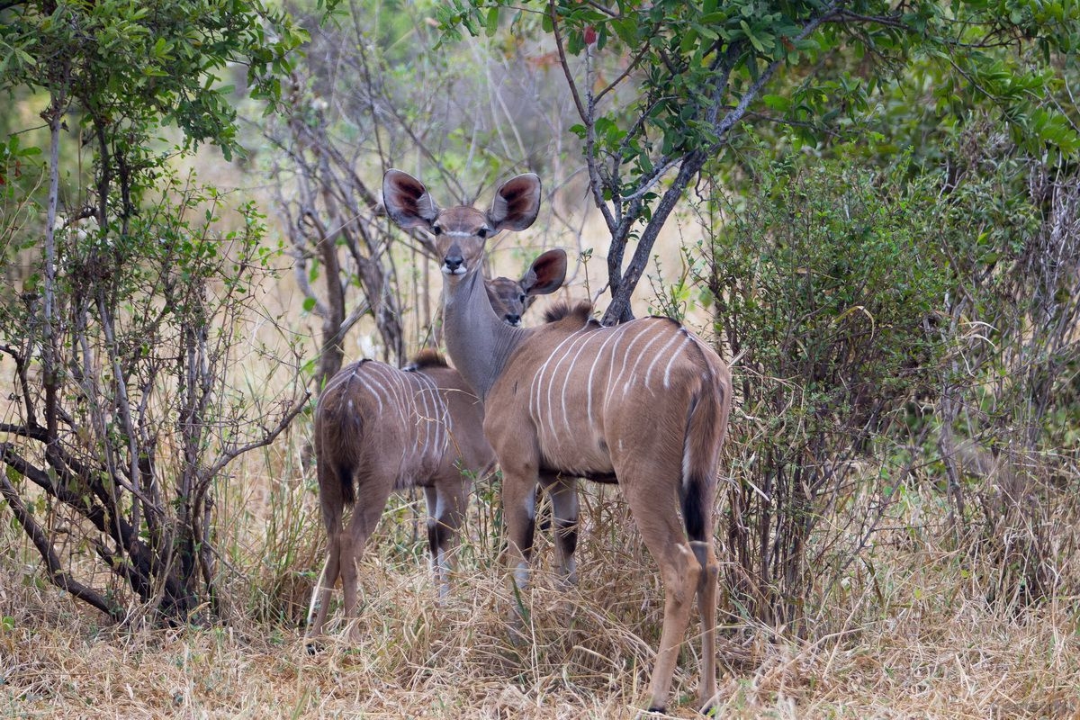 Kudus_in_Ruaha_National_Park