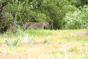 Leopard_in_Ruaha_National_Park