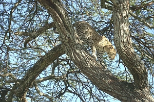 Leopard_in_Serengeti_National_Park