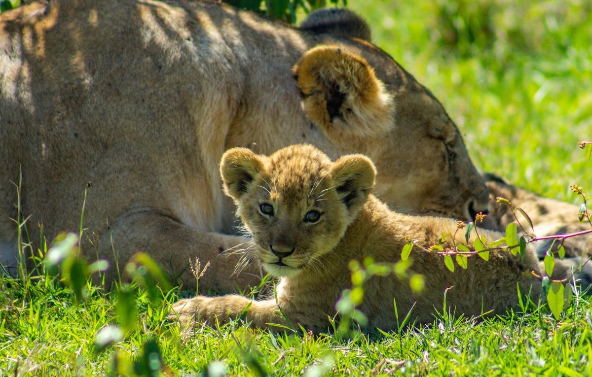 Lion_Cubs_in_Maasai_Mara_National_Park