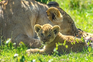 Lion_Cubs_in_Maasai_Mara_National_Park