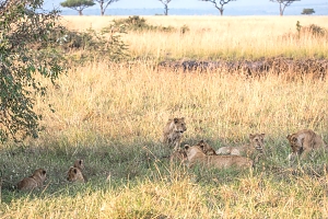 Lions_in_Maasai_Mara_National_Park