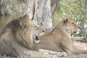 Lions_in_Ngorongoro_Crater