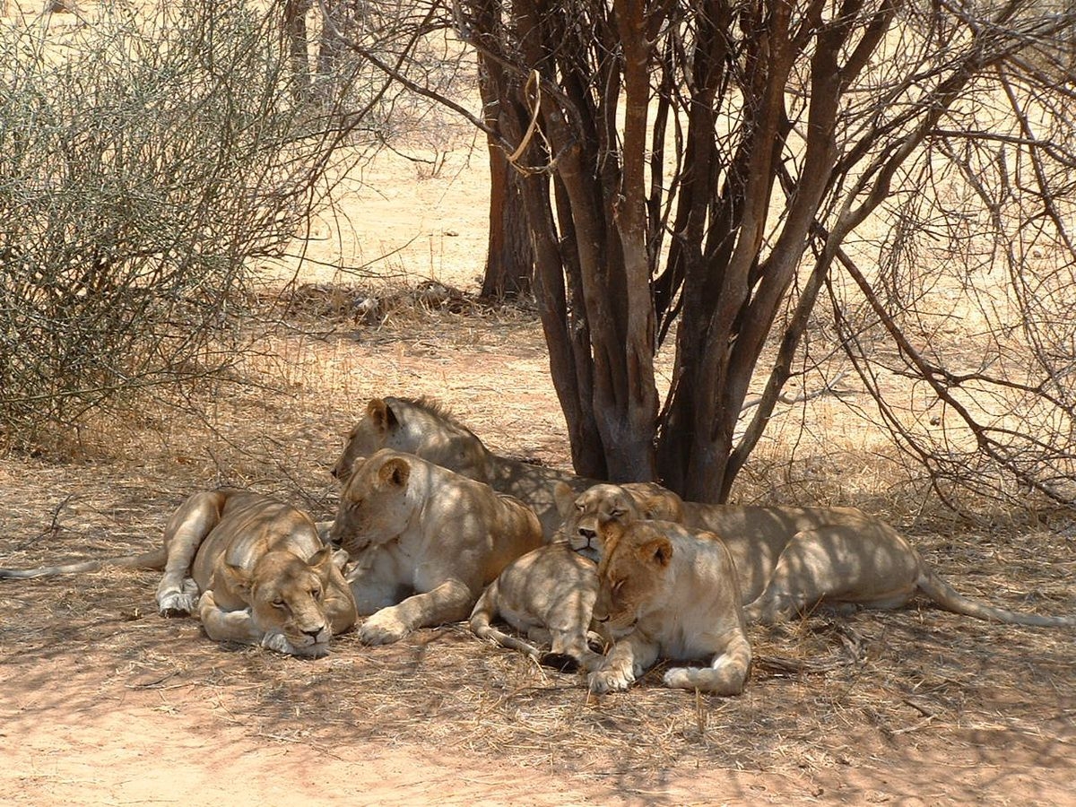 Lions_in_Selous_Game_Reserves