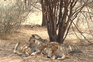 Lions_in_Selous_Game_Reserves