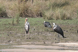 Marabou_Stocks_in_Saadani_National_Park