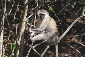 Monkey_in_Saadani_National_Park