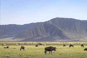 Ngorongoro-Crater-Wildlife