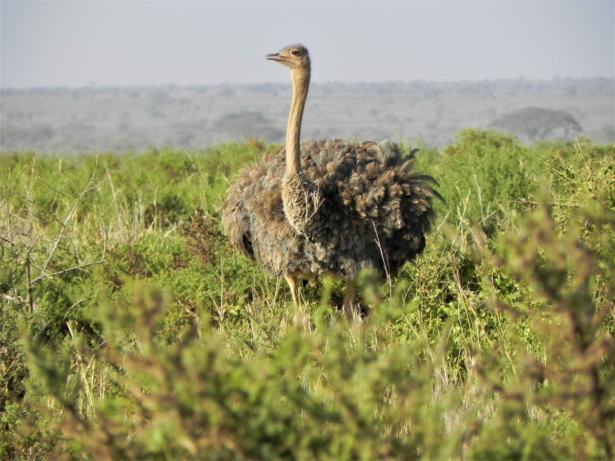 Ostrich_in_Amboseli_Nationa_Park