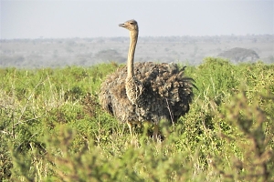 Ostrich_in_Amboseli_Nationa_Park