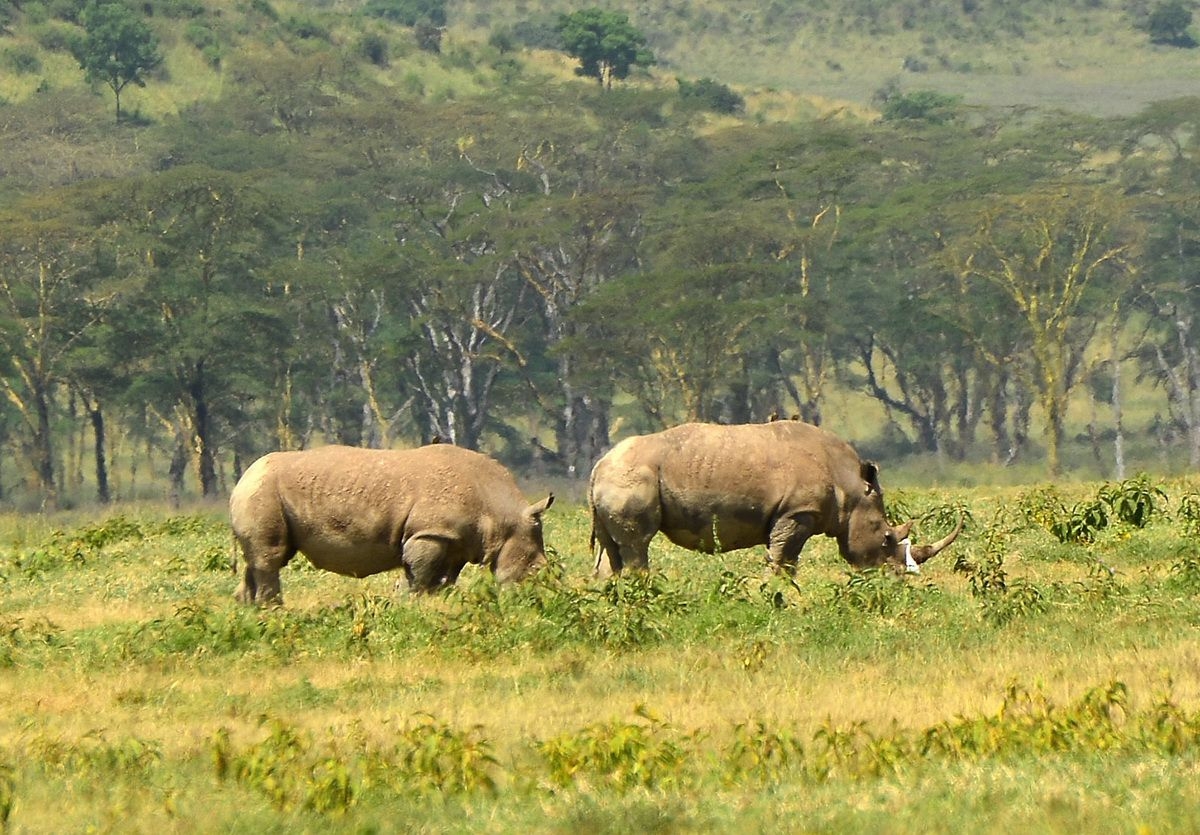 Rhinos_in_Maasai_Mara_National_Park