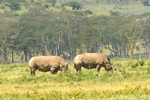 Rhinos_in_Maasai_Mara_National_Park