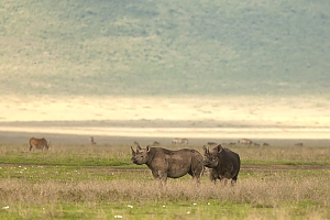 Rhinos_in_Ngorongoro_Crater