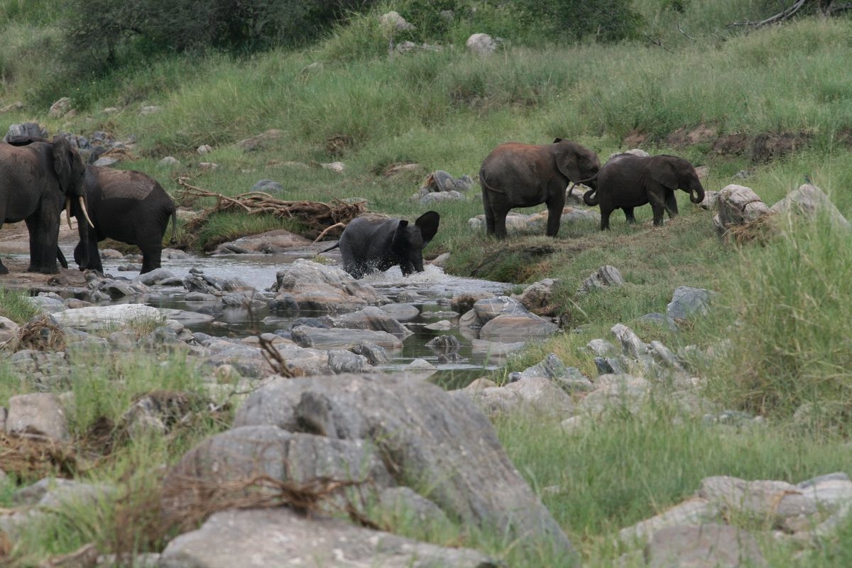 River_Tarangire_in_the_Park