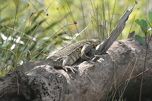 Saadani_National_Park_(2)