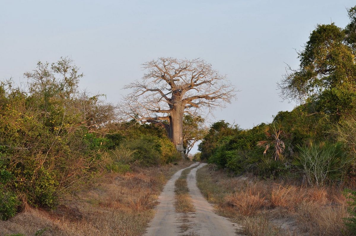 Saadani_National_Park