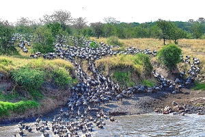 Serengeti-Wilderbeest-Migration2