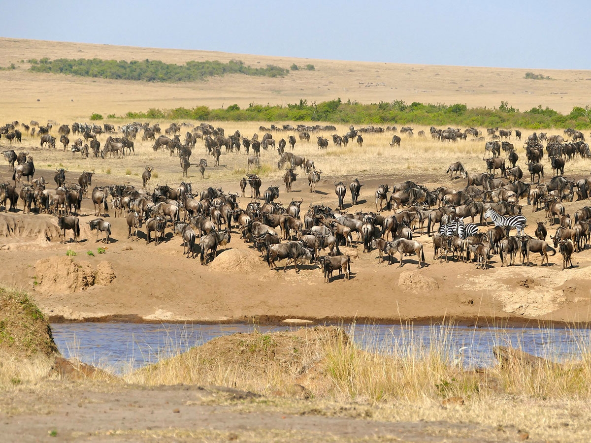 Serengeti-Wilderbeest-Migration3