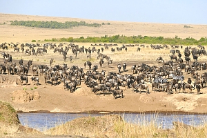 Serengeti-Wilderbeest-Migration3