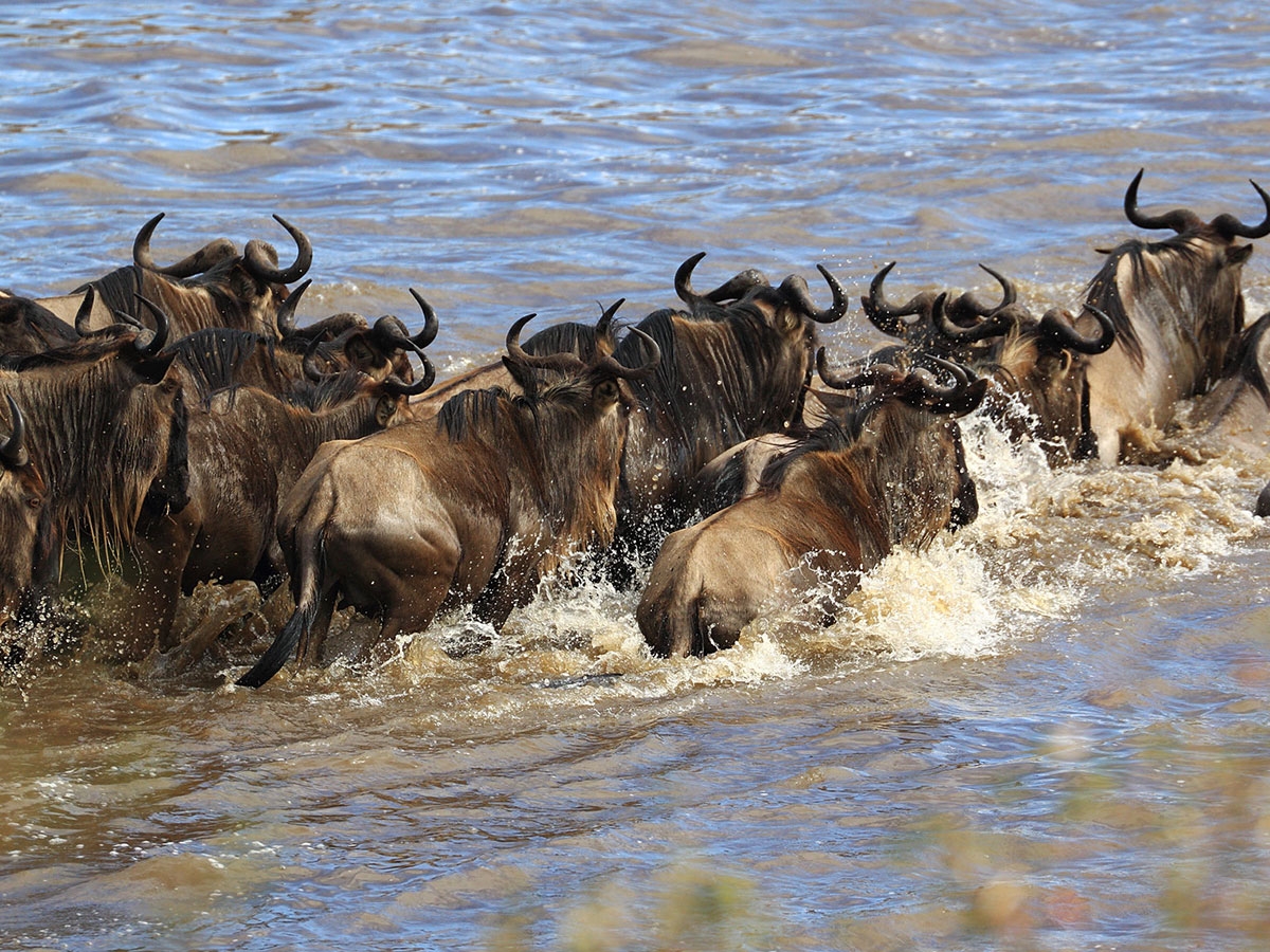 Serengeti-Wilderbeest-Migration